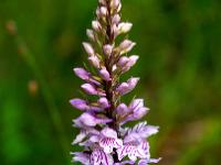 Geflecktes Knabenkraut Orchidee mit Blüten und Knospen